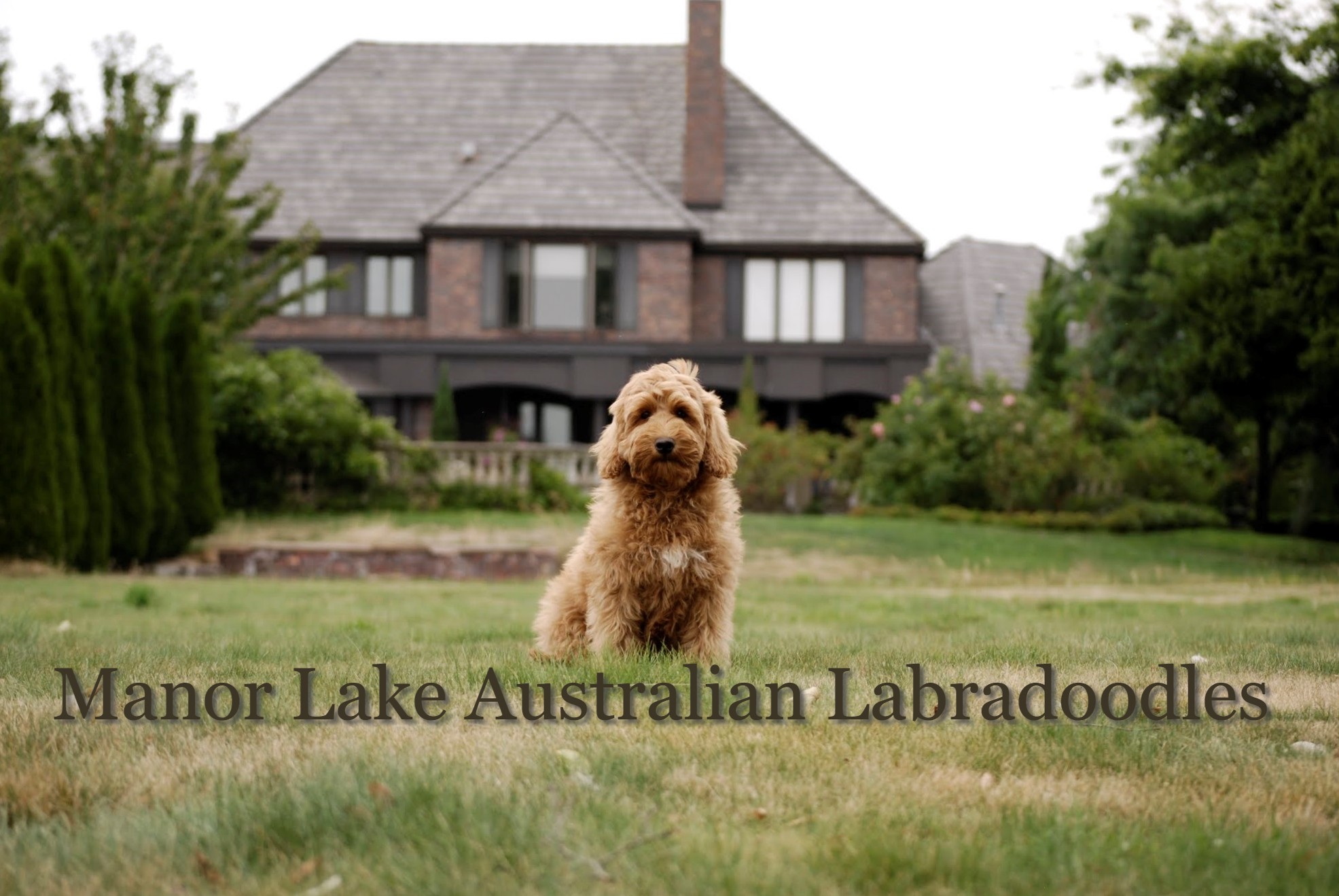 Rutland best sale manor labradoodles