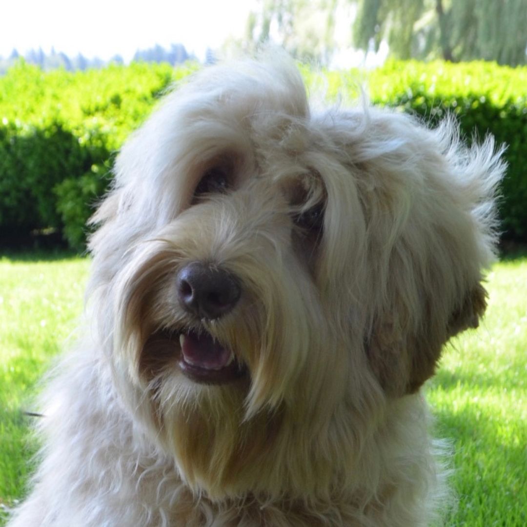 Breeding dogs profile pictures (23)