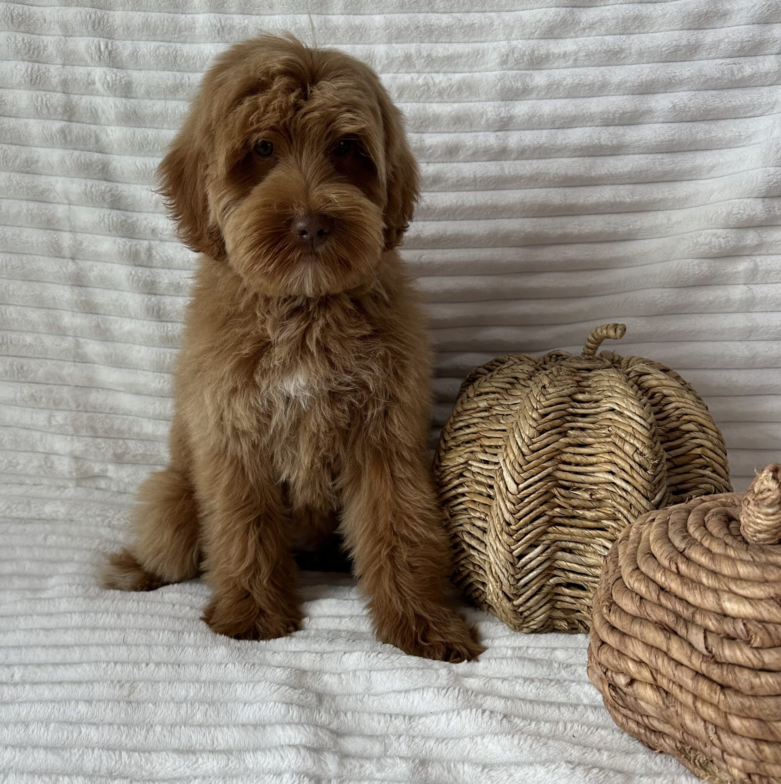 Manor lake store australian labradoodles puppies